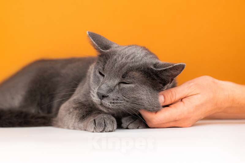 Кошки в Москве: Крупный красавчик русской голубой породы Торр в дар Мальчик, 1 руб. - фото 5