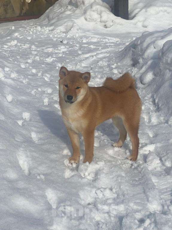 Собаки в Москве: Сиба ину девочка с документами РКФ Девочка, 70 000 руб. - фото 4