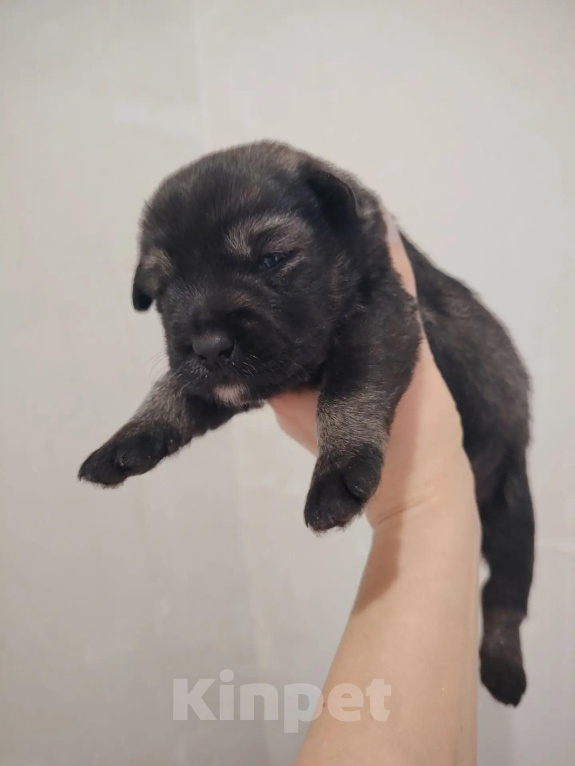 Собаки в Козьмодемьянске: Очаровательные малыши ищут семью! 🐾 Разнополые, 10 000 руб. - фото 8