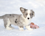 Собаки в Москве: Вельш корги кардиган -мальчик Мальчик, 60 000 руб. - фото 6