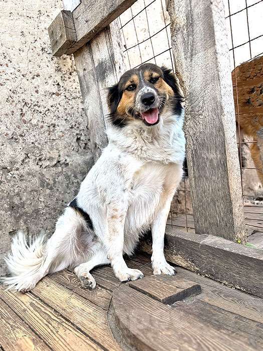 Собаки в Липецке: Ищем дом для Санты, собаки светлой души Девочка, 10 руб. - фото 10