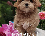 Кошки в Краснодаре: Щенки Мальтмпу f1 мини Мальчик, 50 000 руб. - фото 8