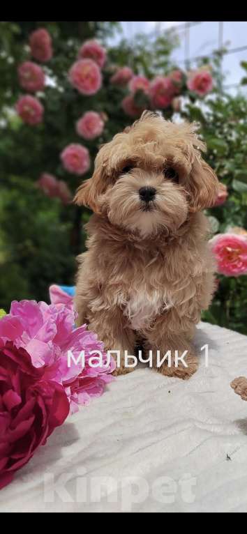 Кошки в Краснодаре: Щенки Мальтмпу f1 мини Мальчик, 50 000 руб. - фото 8