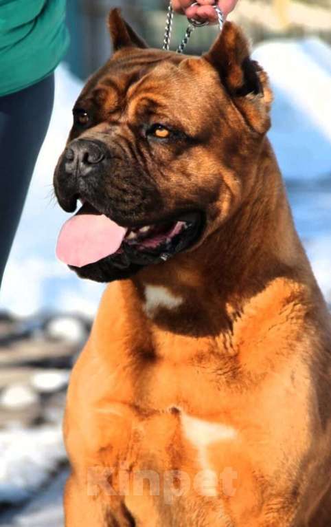Собаки в других городах Крыма: Бронирование Кане Корсо Девочка, Бесплатно - фото 4
