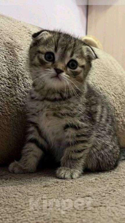 Кошки в Москве: Шотландские котята  Мальчик, 10 000 руб. - фото 7