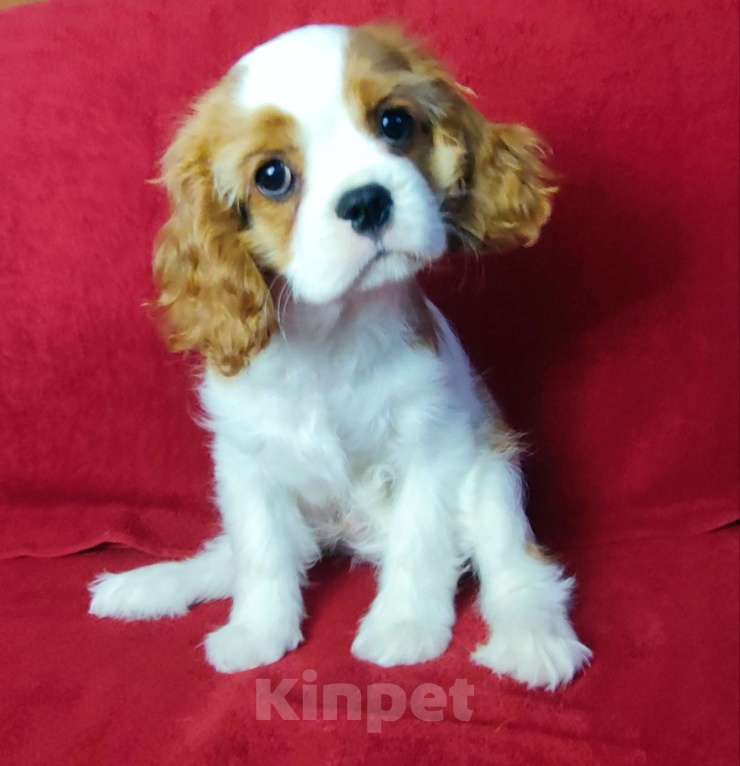 Собаки в Санкт-Петербурге: Красивый мальчик кавалер Кинг Чарльз спаниель Мальчик, 95 000 руб. - фото 3