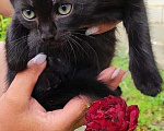 Кошки в Воронеже: Котёнок- пантера Девочка, 300 руб. - фото 2