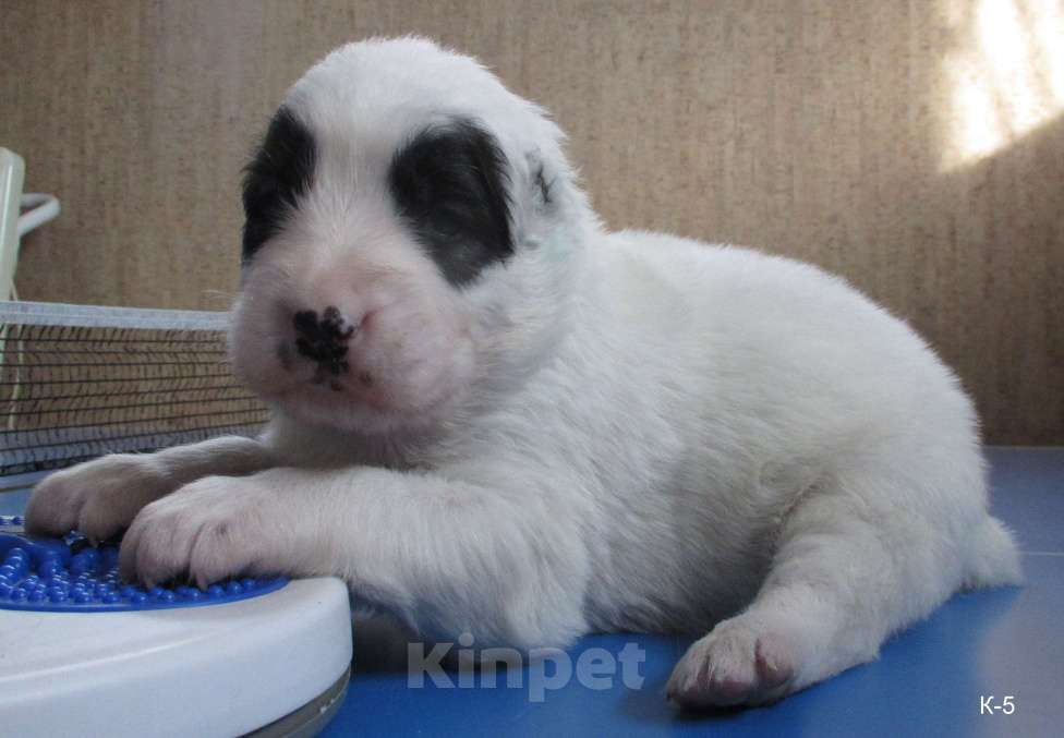 Собаки в Москве: Запись на щенков алабая (сао) Мальчик, 70 000 руб. - фото 5