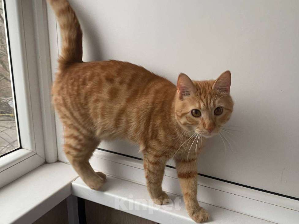 Кошки в Липецке: Отдаю в новую семью рыжика - Ларри Мальчик, Бесплатно - фото 5