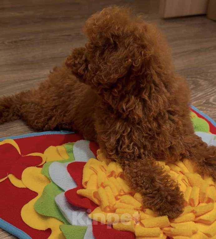 Собаки в Москве: Той-пудель Девочка, 250 000 руб. - фото 3