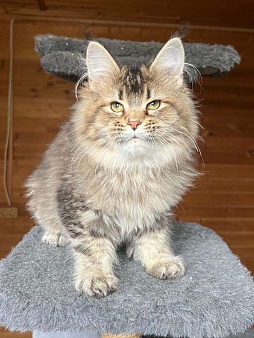 Объявление: Котёнок породы мейн-кун, 20 000 руб., Краснодар