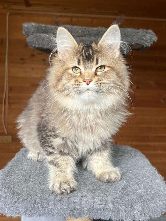 Кошки в Краснодаре: Котёнок породы мейн-кун Девочка, 20 000 руб. - фото 1