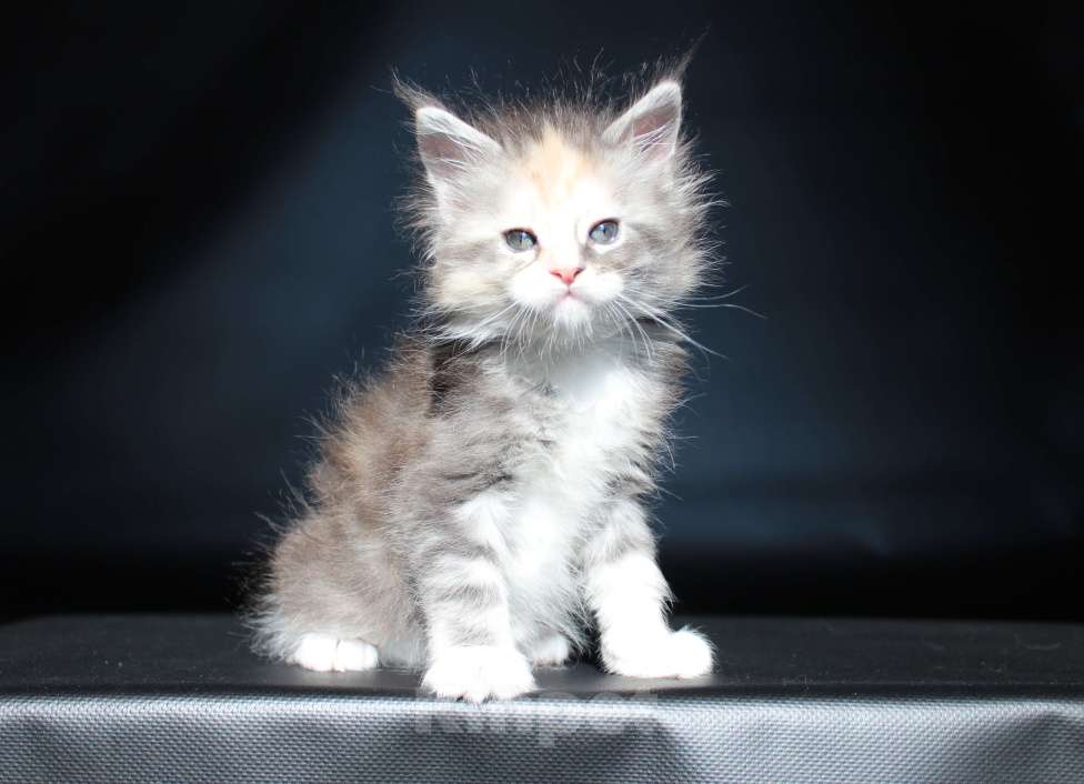 Кошки в Екатеринбурге: Котёнок мейн-кун Деметра девочка Девочка, 35 000 руб. - фото 1