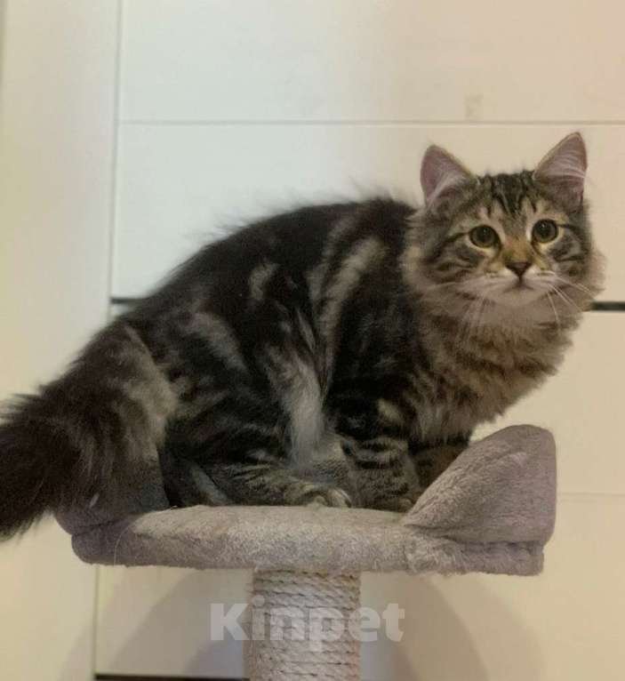 Кошки в Перми: Сибирский котик Мальчик, 45 000 руб. - фото 4