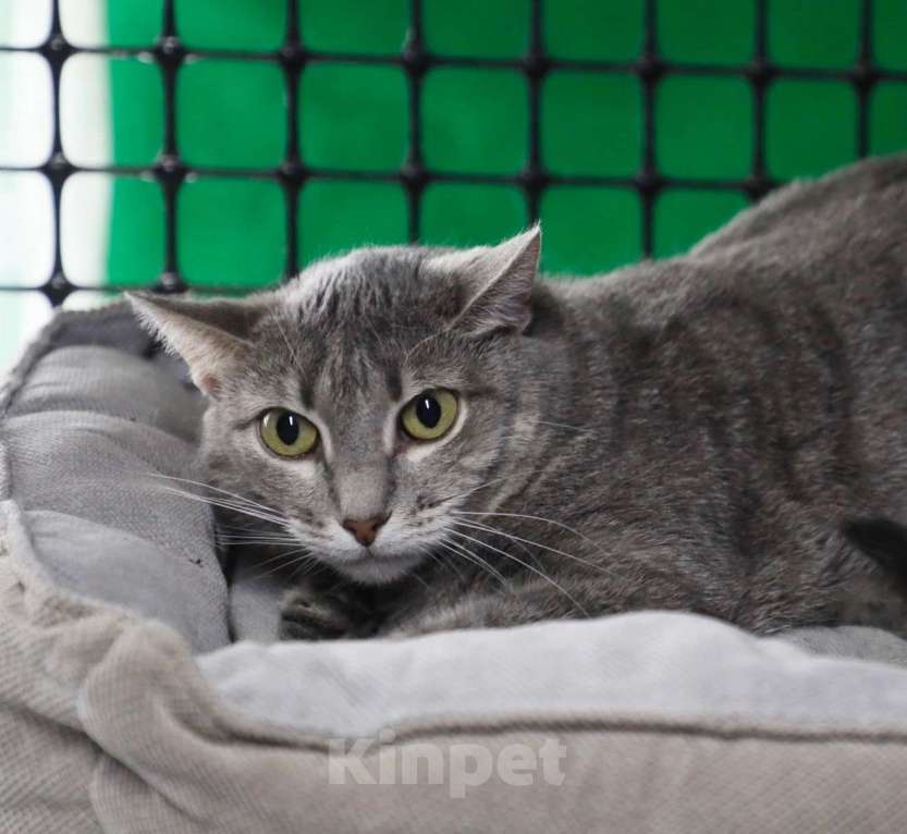 Кошки в Москве: Кошка-невидимка Есения в добрые руки Девочка, Бесплатно - фото 3