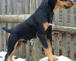 Собаки в Пензе: кобели на вязку, 1 руб. - фото 3