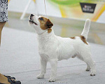Собаки в Москве: Вязка Кобель Джек Рассел Терьер Мальчик, 20 000 руб. - фото 2
