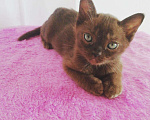 Кошки в Болхове: Бурманские котята, 35 000 руб. - фото 2