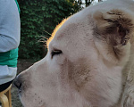 Собаки в Темрюке: Алабай, Бесплатно - фото 1