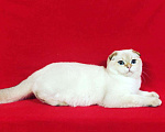 Кошки в Колпашево: Золотой кот на вязку, 1 руб. - фото 2