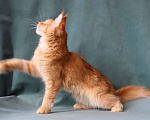 Кошки в Мытищах: Котенок Мейн-кун Мальчик, 40 000 руб. - фото 10