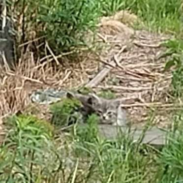 Кошки в Каменске-Уральском: Трое шотландских котят Девочка, Бесплатно - фото 3