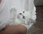 Кошки в Красноярске: Отдам котёнка в добрые руки Девочка, Бесплатно - фото 4