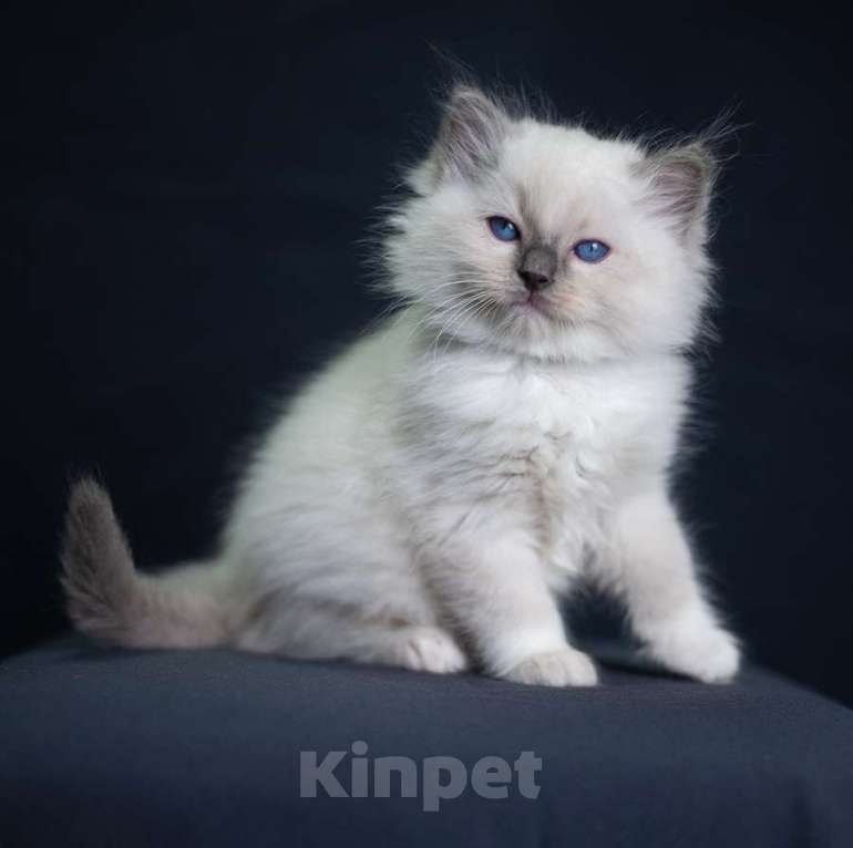 Кошки в Санкт-Петербурге: рэгдолл котята Мальчик, 90 000 руб. - фото 1