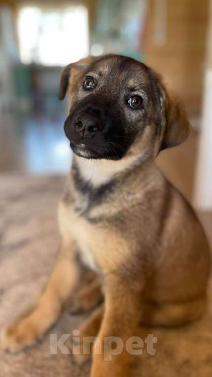 Собаки в Бронницах: Щенок Дарий, 3 месяца Мальчик, 1 руб. - фото 1