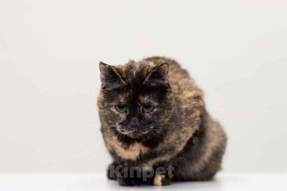 Кошки в Москве: кошка Маргоша в добрые руки Девочка, Бесплатно - фото 2