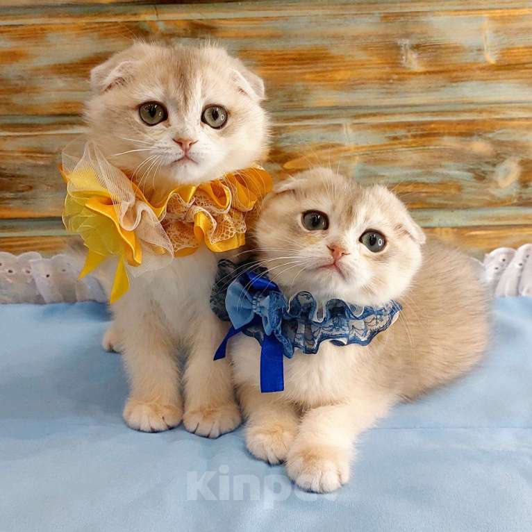 Кошки в Санкт-Петербурге: Шотландский мальчик фолд шиншилла  Мальчик, 50 000 руб. - фото 2