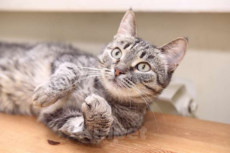 Кошки в Москве: Ручной котопёс Ириска в добрые руки Девочка, 1 руб. - фото 8