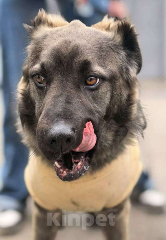 Собаки в Москве: Дисин Мальчик, Бесплатно - фото 4