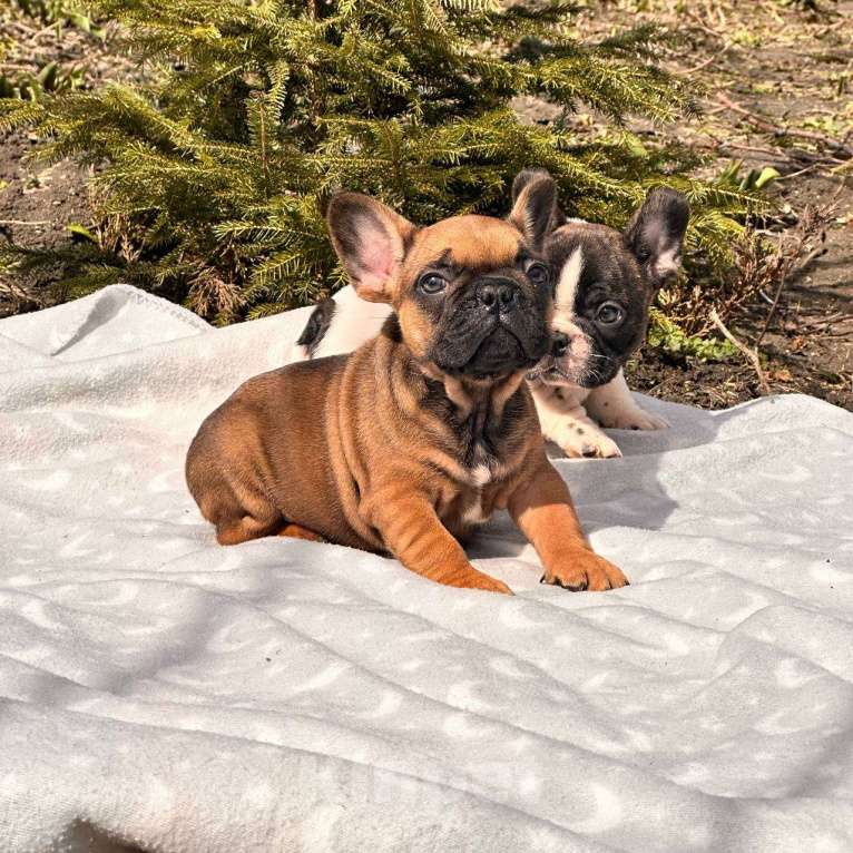 Собаки в Москве: Рыжий малыш от пары РКФ стандарт! Мальчик, Бесплатно - фото 4