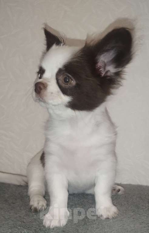 Собаки в Видном: Щенки чихуахуа Девочка, 30 000 руб. - фото 2