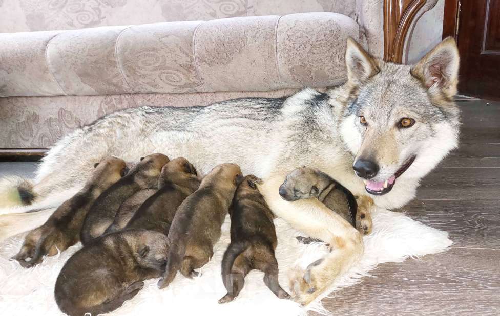 Собаки в Москве: Чехословацкий Влчак Щенки Мальчик, Бесплатно - фото 2