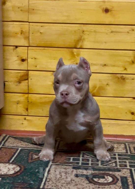 Собаки в Санкт-Петербурге: Американский Булли Мальчик, 50 000 руб. - фото 1