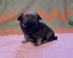 Собаки в Санкт-Петербурге: Великолепный мальчик чишка Мальчик, 25 000 руб. - фото 3