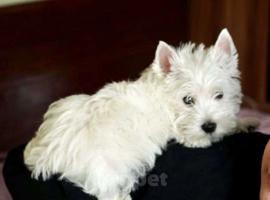 Собаки в Москве: Вести это Компактность Весёлый нрав Высокий интеллект Мальчик, Бесплатно - фото 2