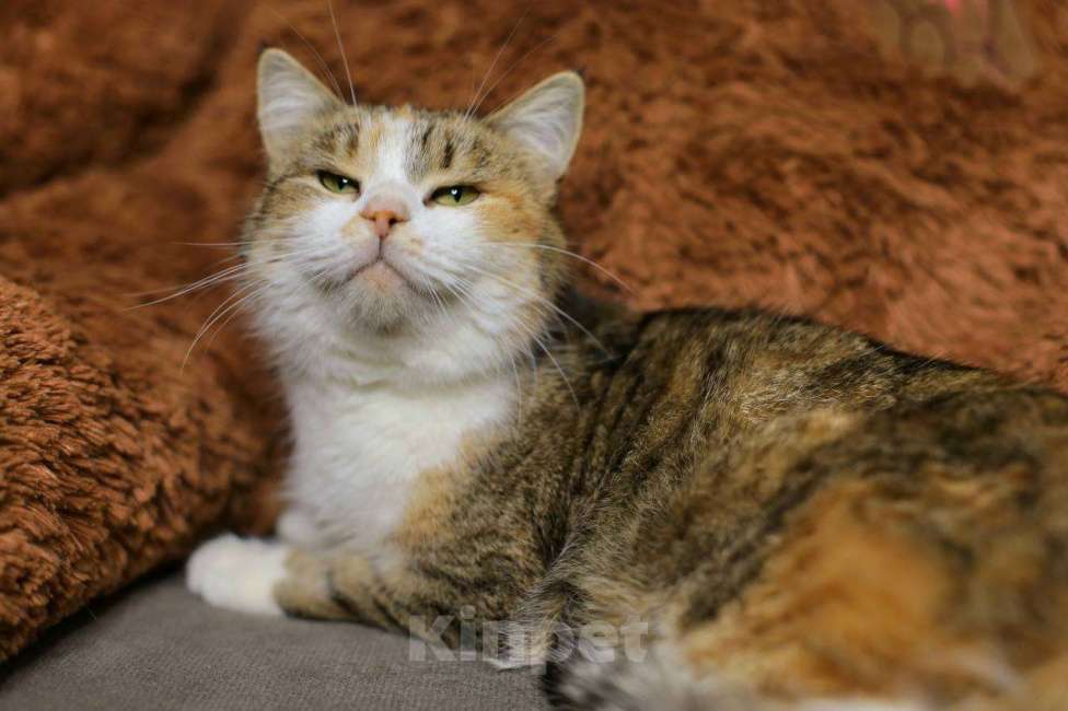 Кошки в Москве: Ласковая кошечка Мася Девочка, Бесплатно - фото 5