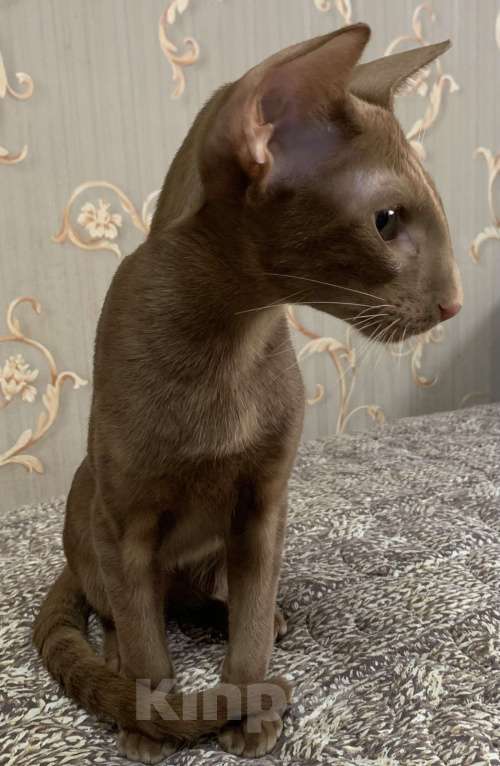 Кошки в Москве: Ориентальный котенок Мальчик, Бесплатно - фото 4