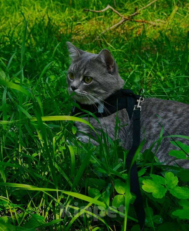 Кошки в Нижнем Новгороде: Отдам своего доброго и милого котика в хорошие руки Мальчик, Бесплатно - фото 3