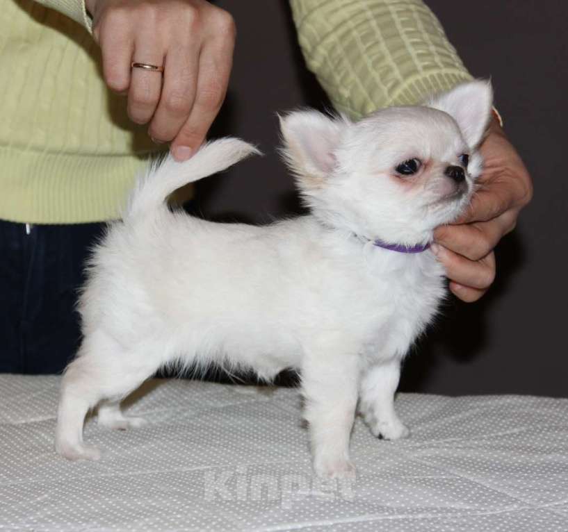 Собаки в Санкт-Петербурге: Детки присматривают родителей  Мальчик, 65 000 руб. - фото 3