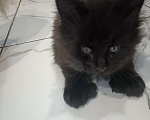 Кошки в Москве: Мейн-кун  черный дым Мальчик, 50 000 руб. - фото 4
