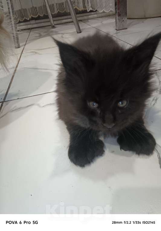 Кошки в Москве: Мейн-кун  черный дым Мальчик, 50 000 руб. - фото 4