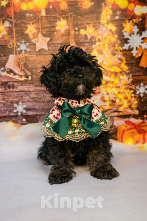 Собаки в Пушкино: Девочки мальтипу ф1 фантом  Девочка, 50 000 руб. - фото 5