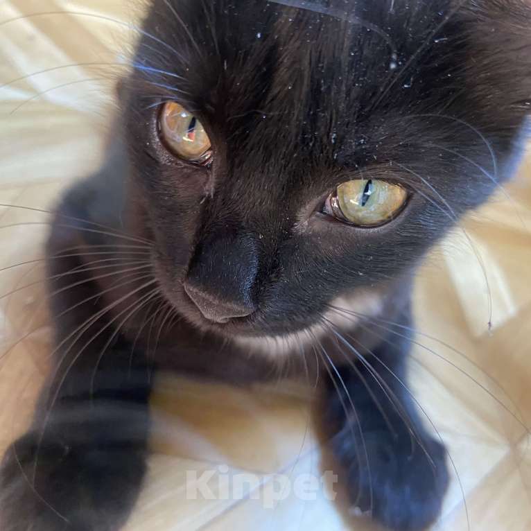 Кошки в Ростове-на-Дону: Луна ищет дом Девочка, Бесплатно - фото 2