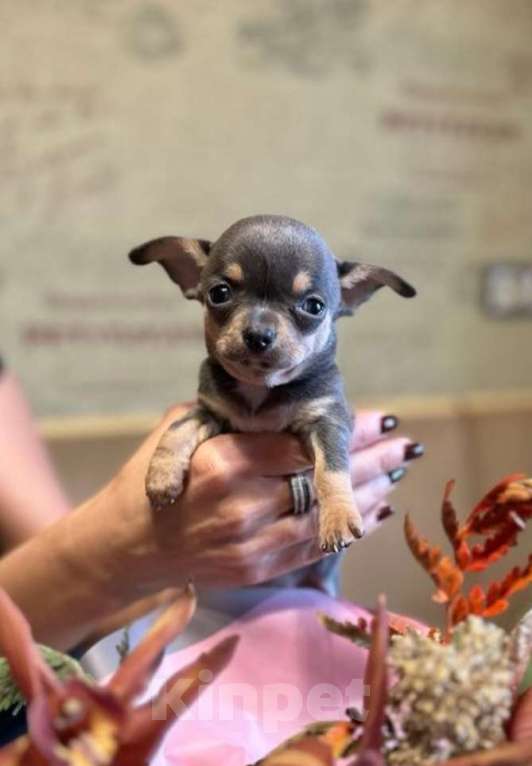 Собаки в Москве: Чихуахуа Девочка, Бесплатно - фото 2