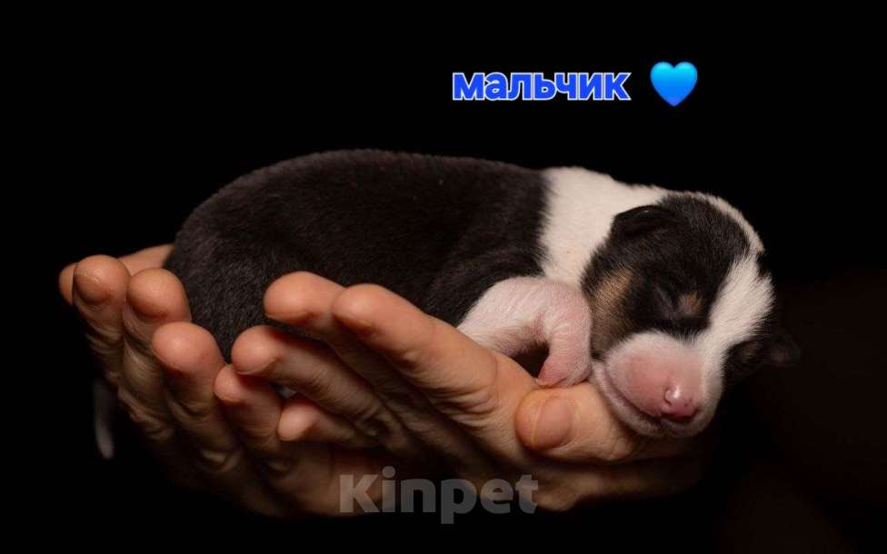 Собаки в Нижнем Новгороде: Басенджи триколор Мальчик, 70 000 руб. - фото 1