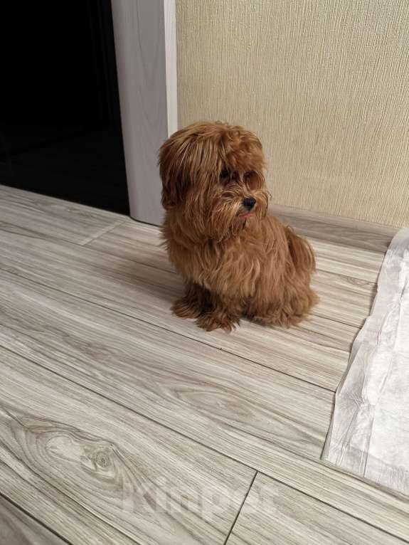 Собаки в Санкт-Петербурге: Щенок Мальтипу Мальчик, 50 000 руб. - фото 4